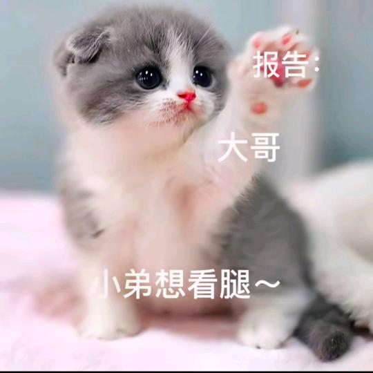 Y小易