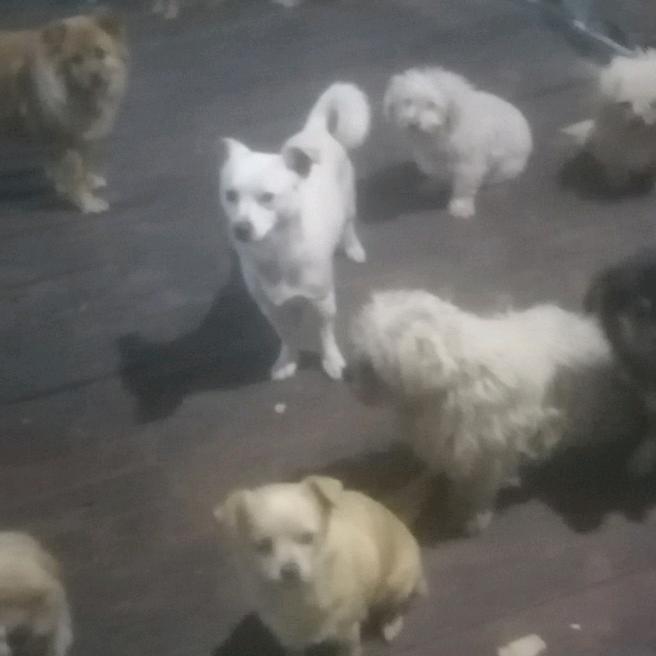 牙克石爱心救助流浪动物