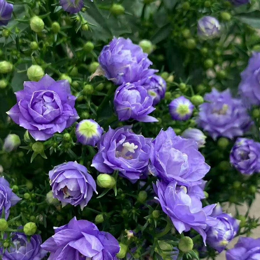 花美丽花卉实体店