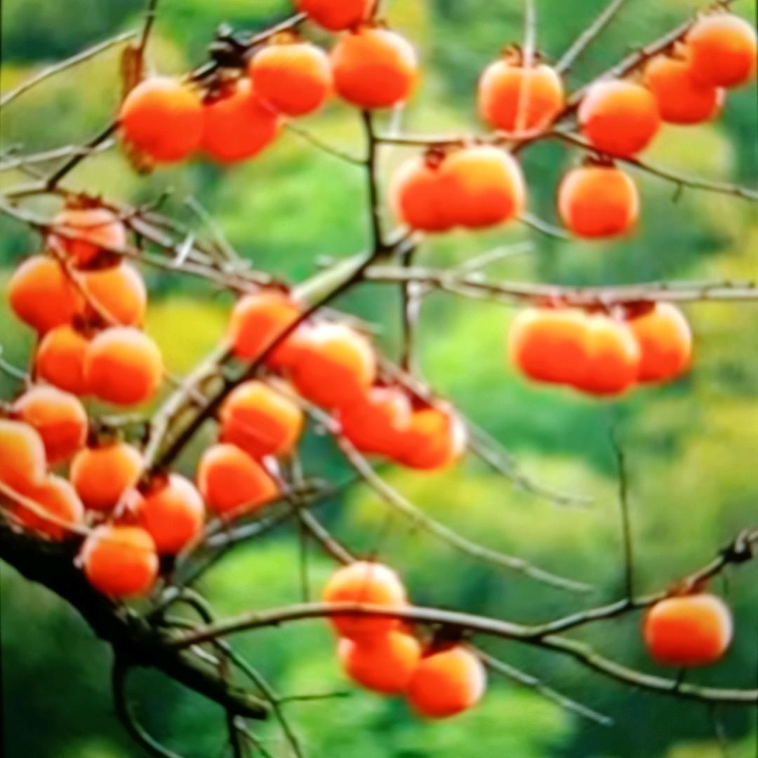 悠扬🍎