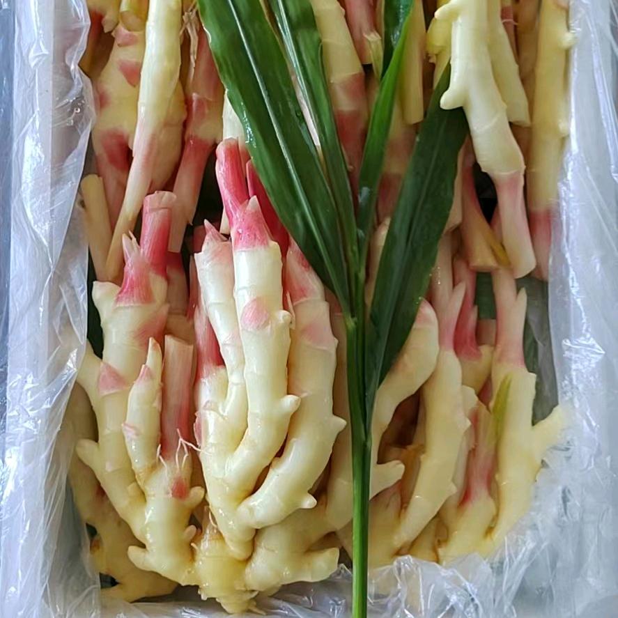 新恒源姜业
