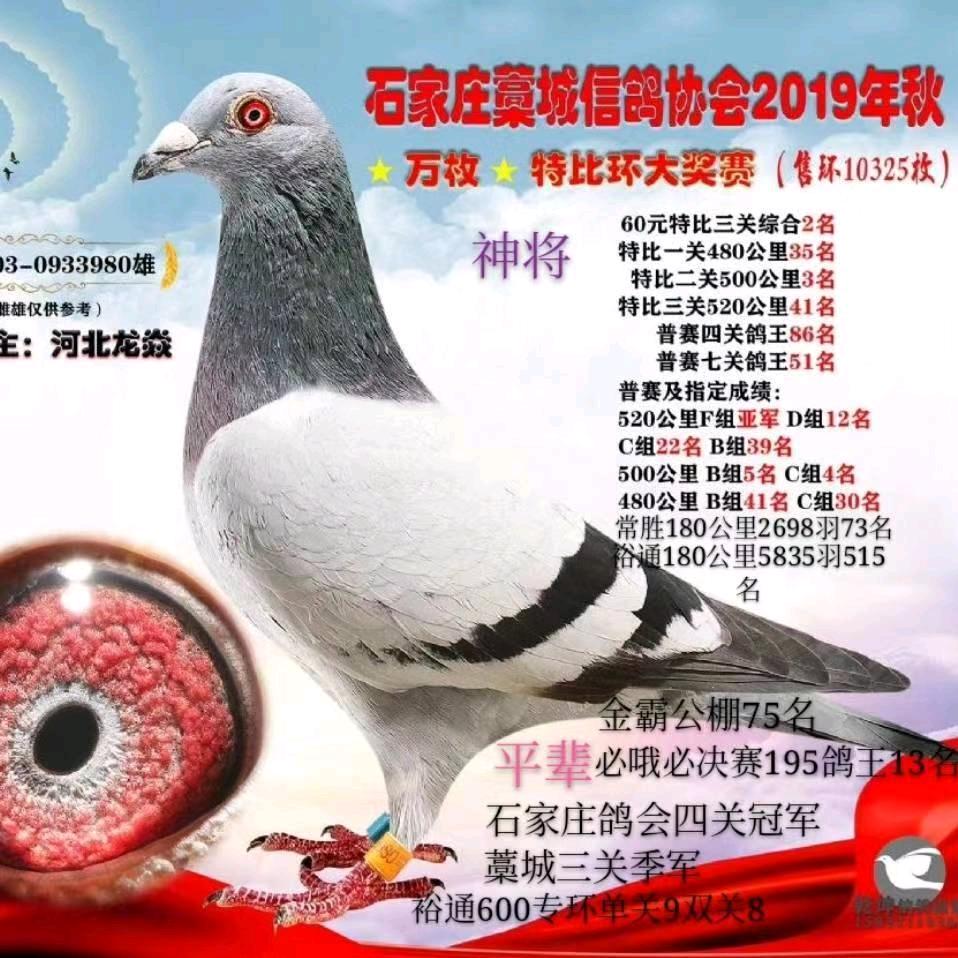河北龙焱