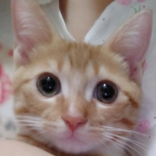 收桃子咯头像