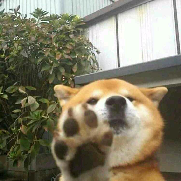 猛虎嗅蔷薇