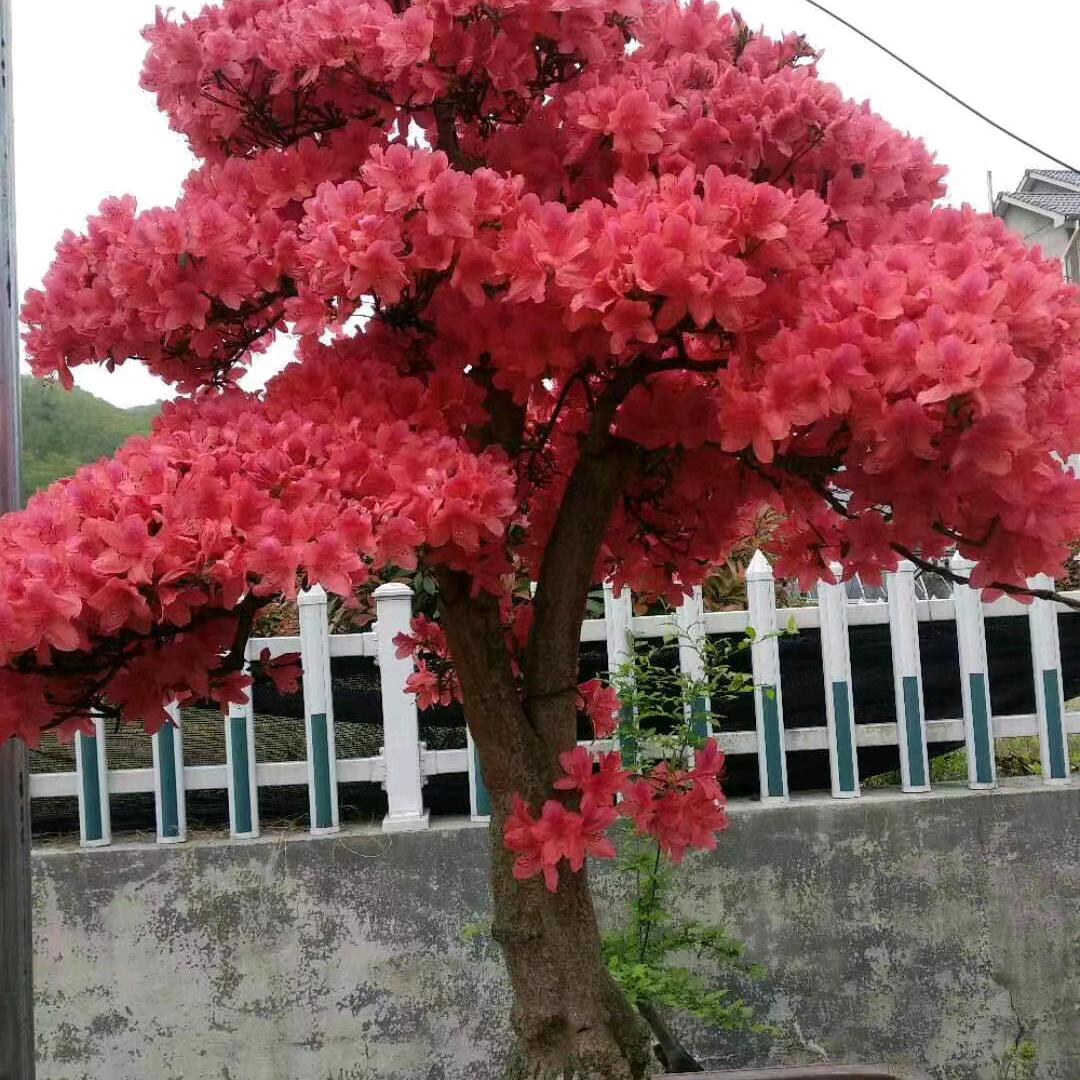 苦中有乐