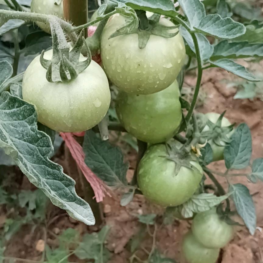 老战友你好！我看了你就高兴。