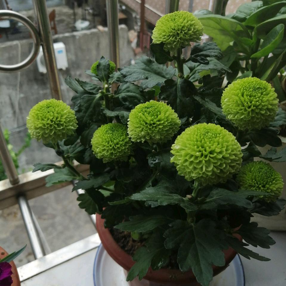 向日葵