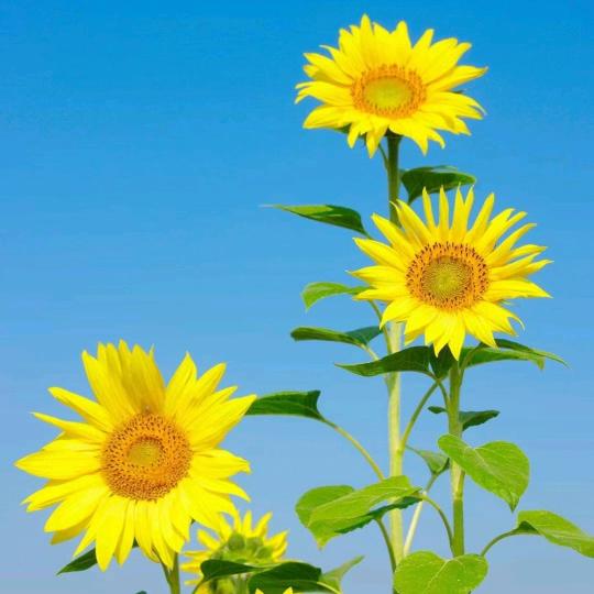 ꧁🧚孤芳自赏🧚꧂
