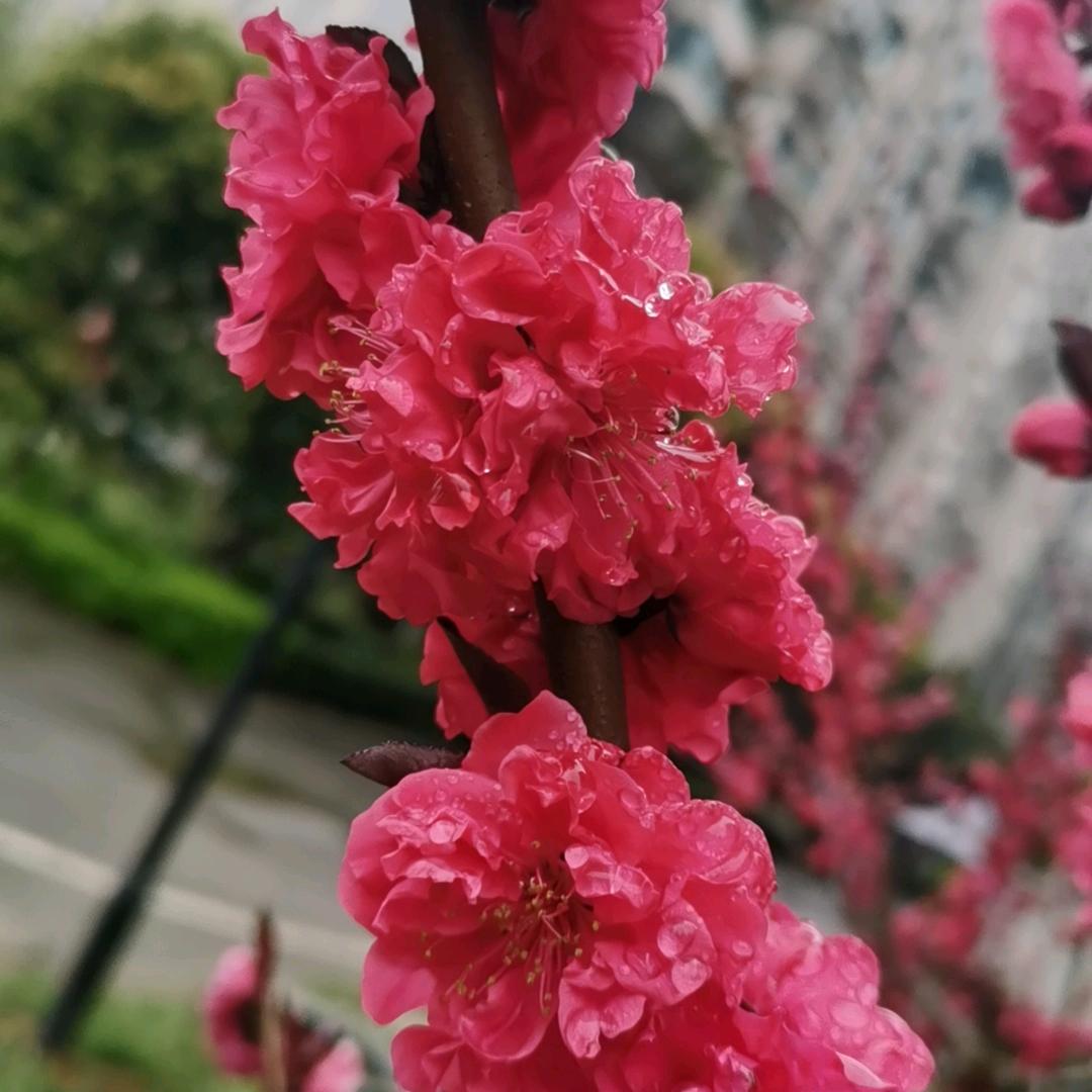山青水秀