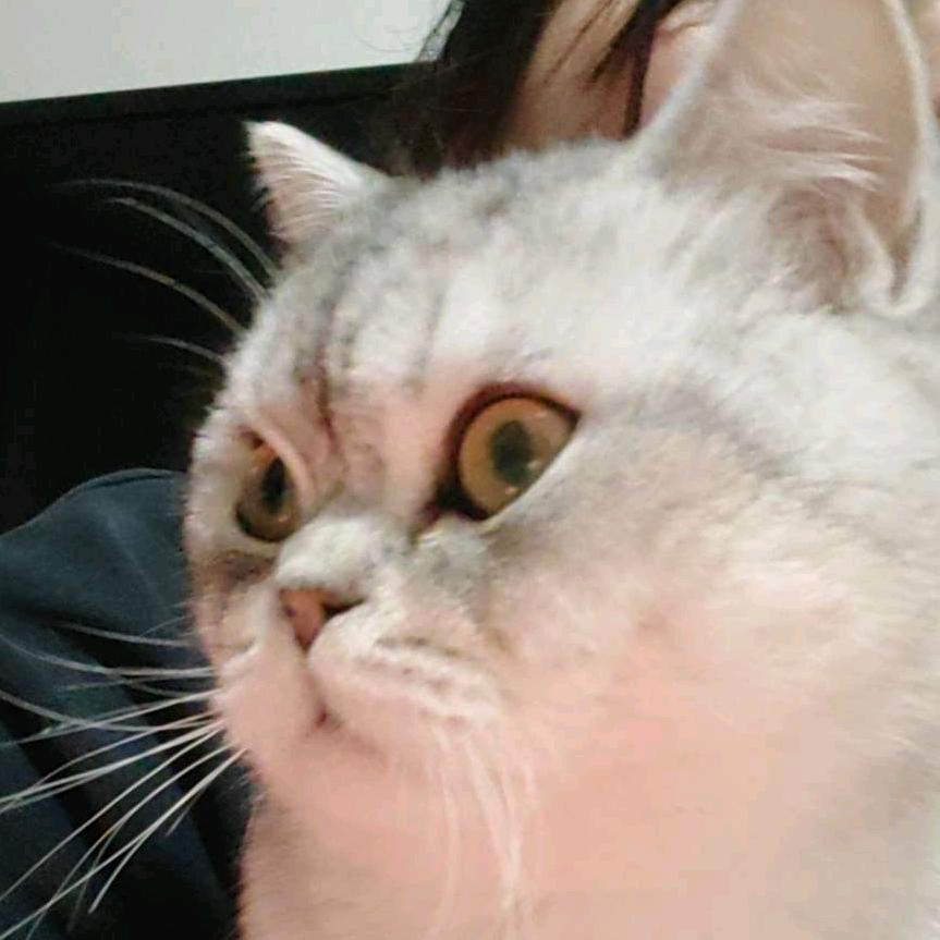 不吃也胖的毛球