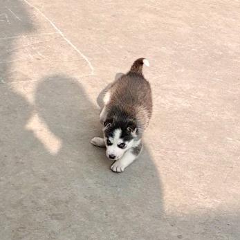 小屁股