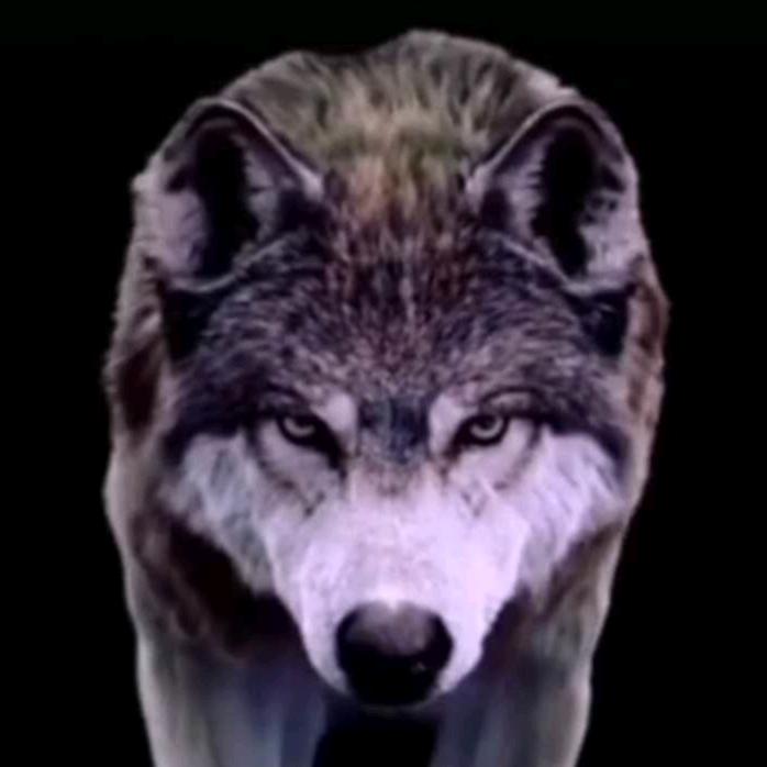 头🐺狼