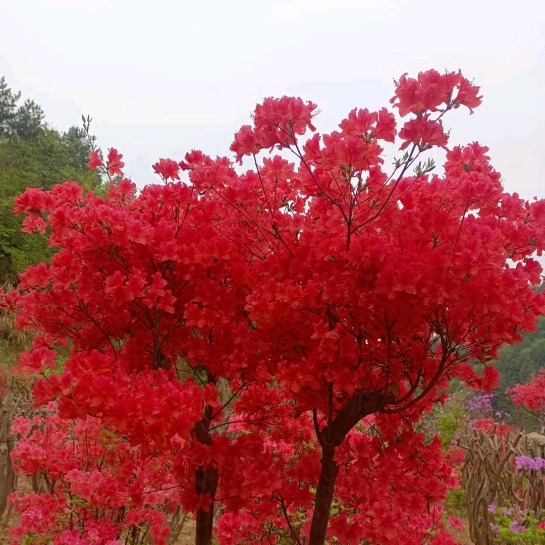 王哥映山红花卉园