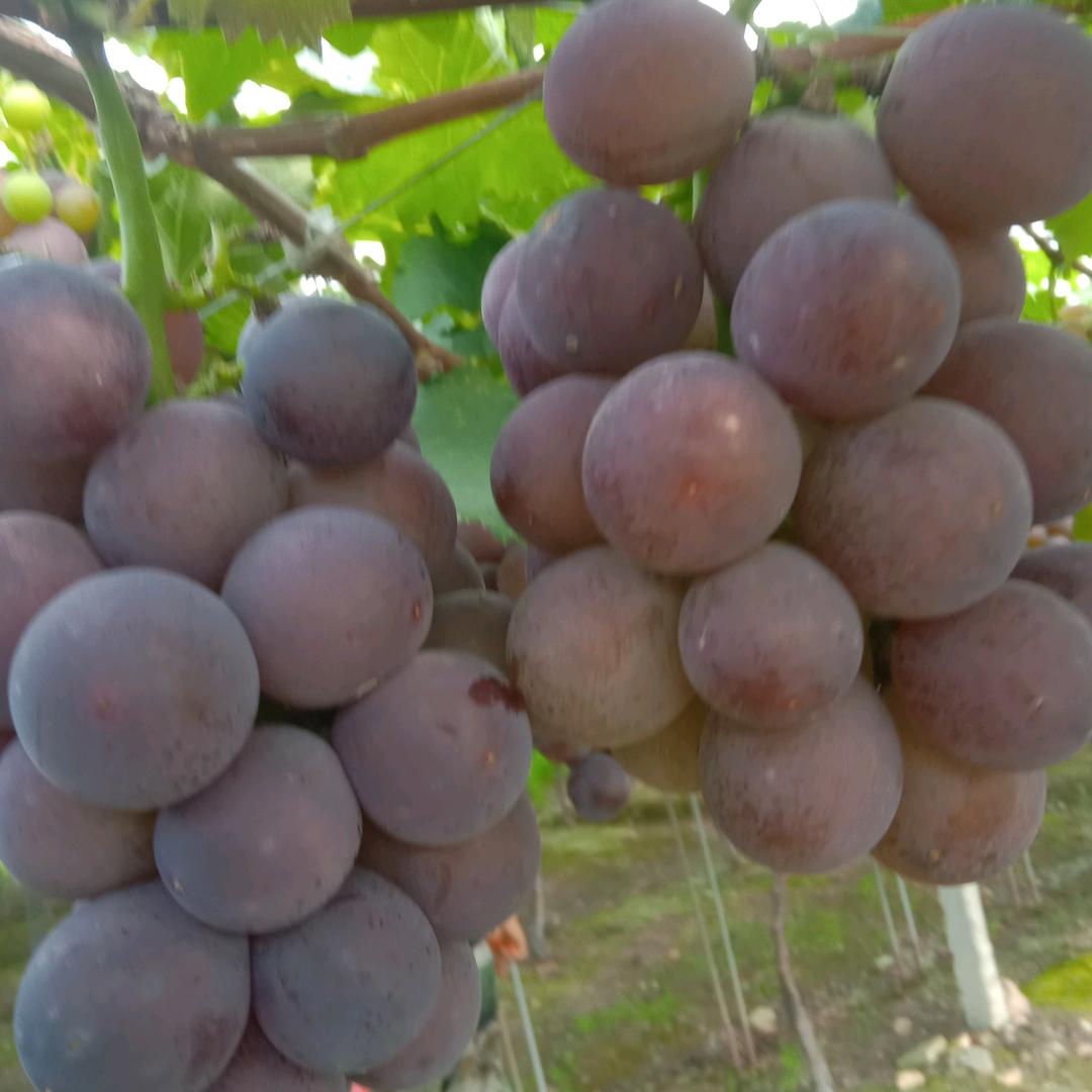 姐是女王(浦江巨峰葡萄🍇)