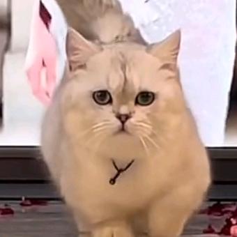QQ萌宠