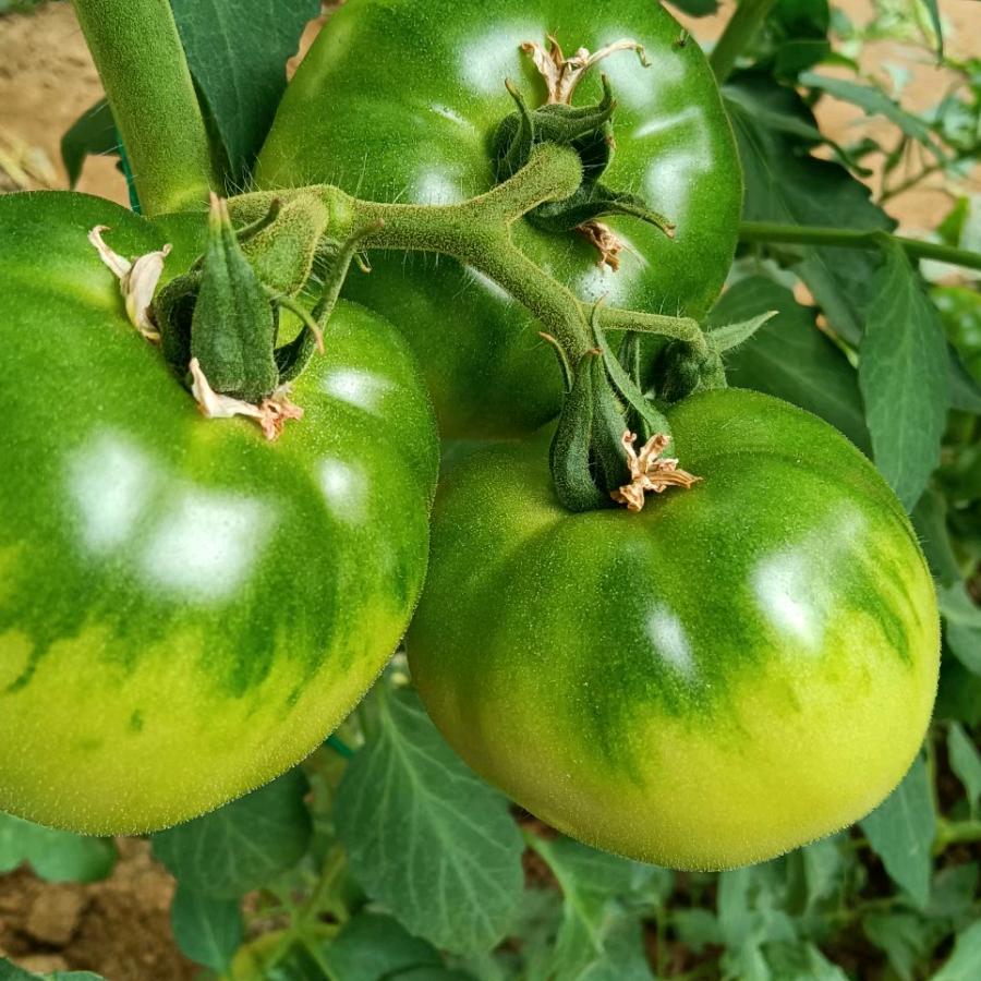 绿通铁皮西红柿甄选