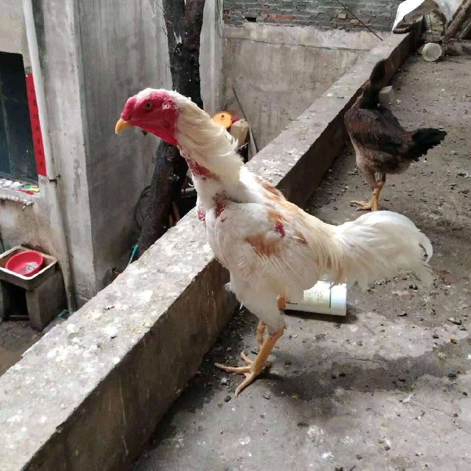6998
