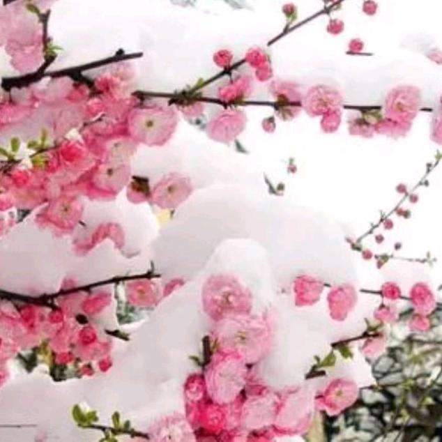 雪梅