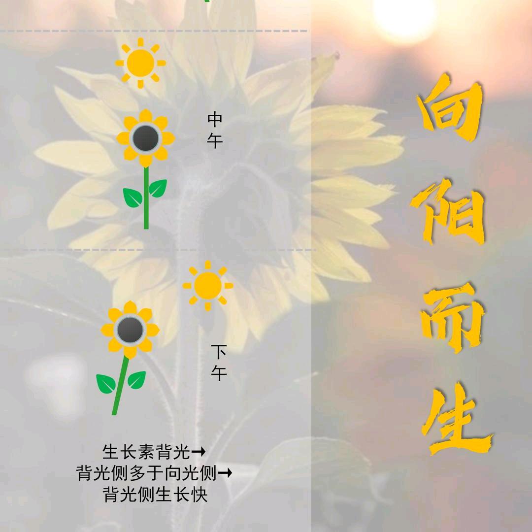 向 阳 而 生🌻