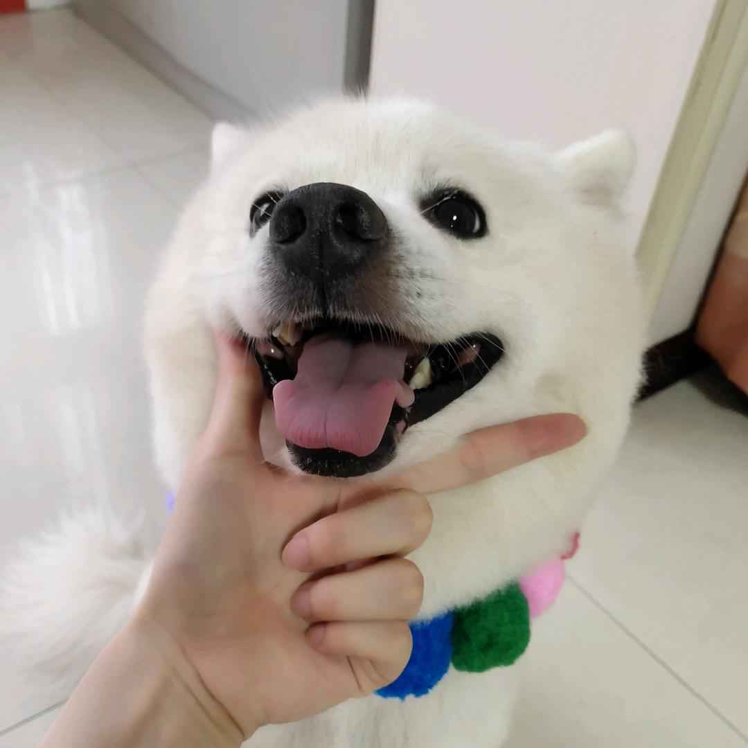 芋泥啵啵不要啵啵不要芋