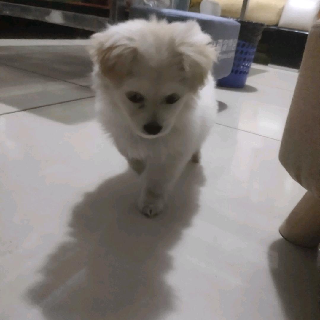 懒懒100％