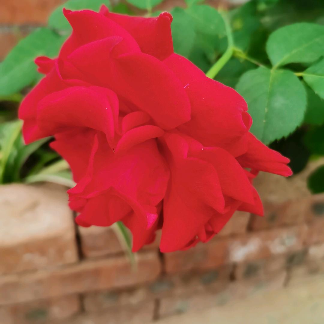 柠檬心、薄荷情