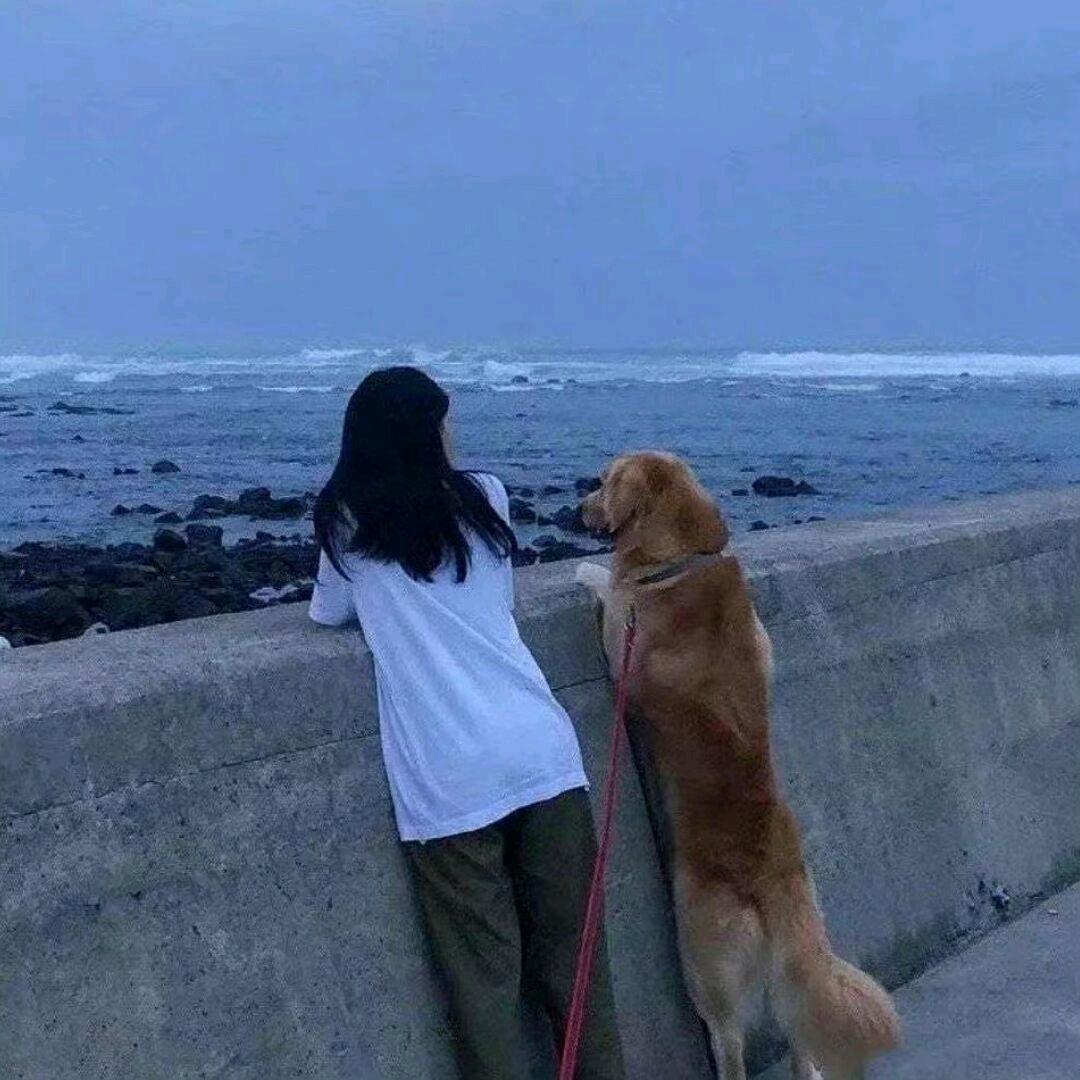 金毛都是我的
