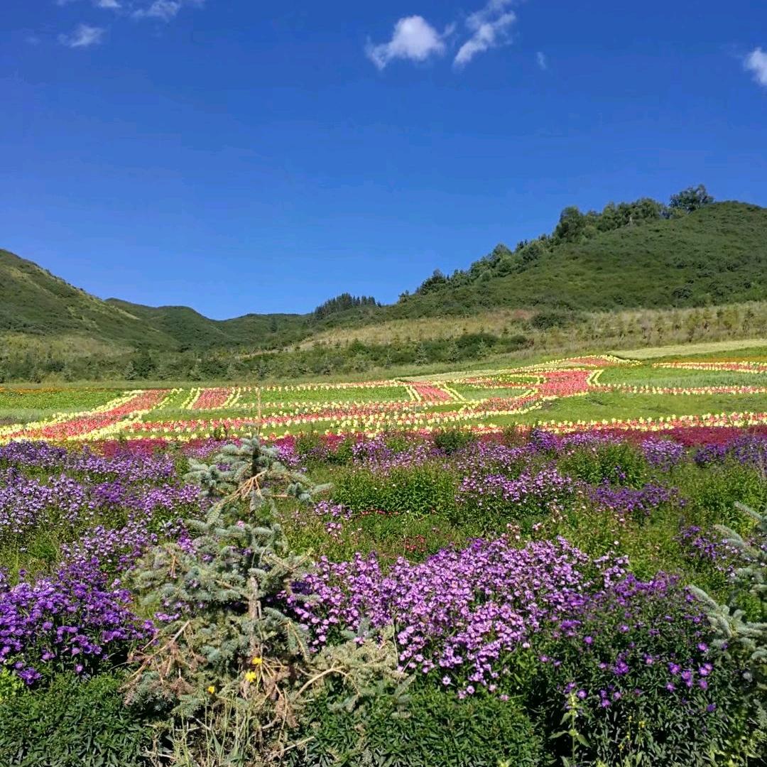 支支姐~杨芝甘露