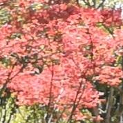 陈