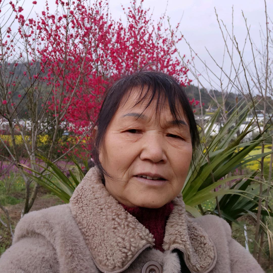 继菊