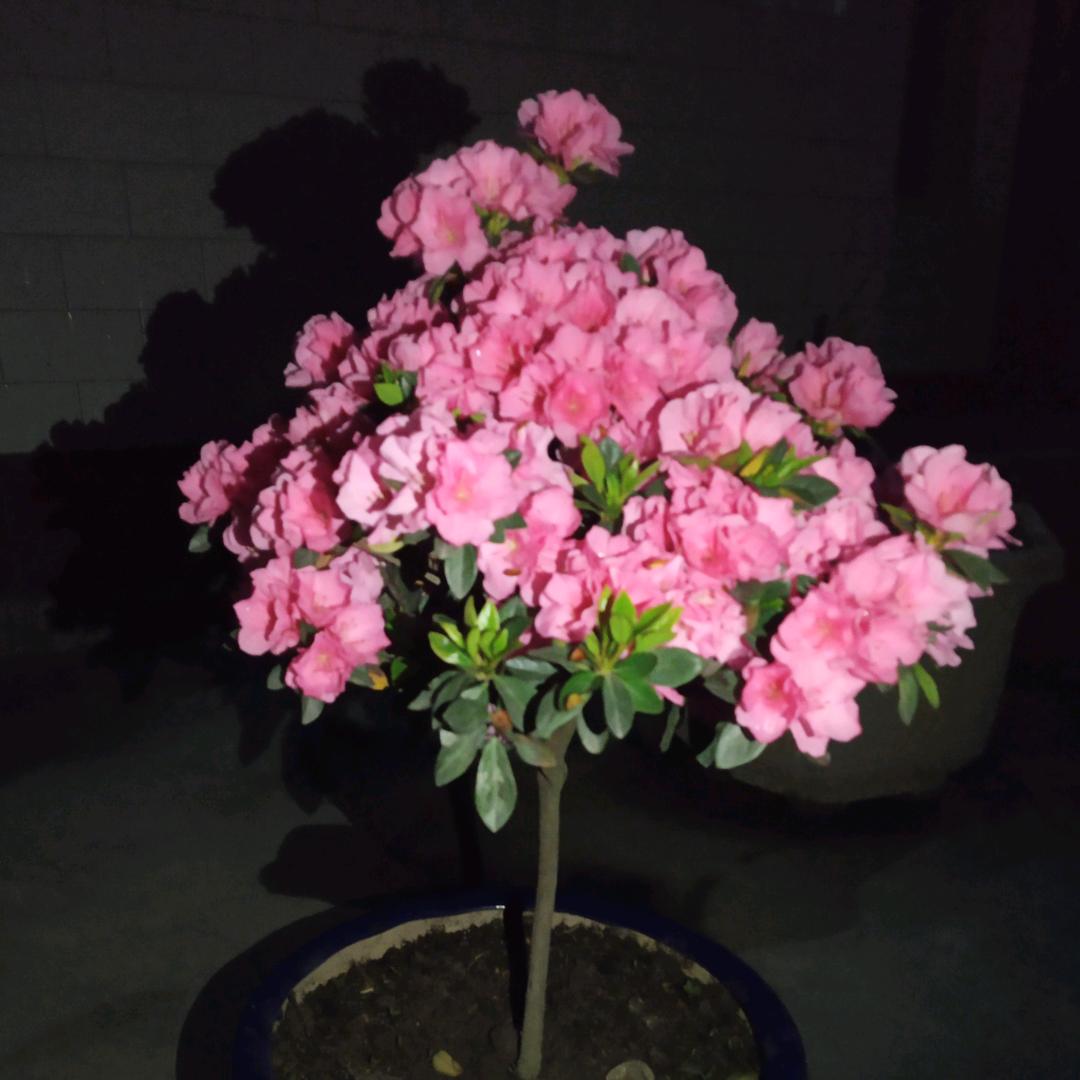 抖抖