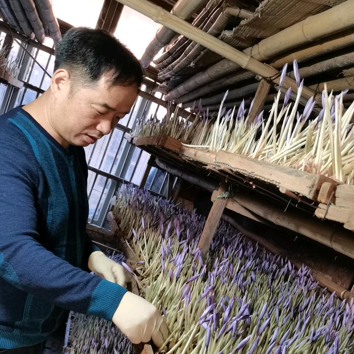 茅社长   特产崇明岛藏红花
