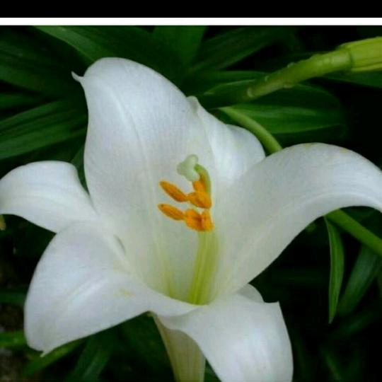 心理咨询(精神分析)