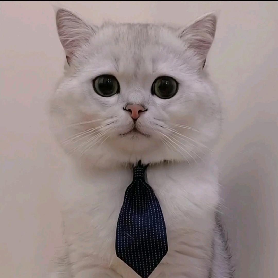 绅士、