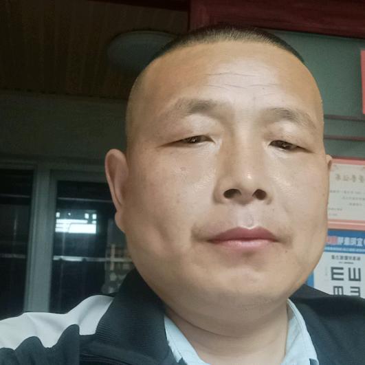 洛畔青松