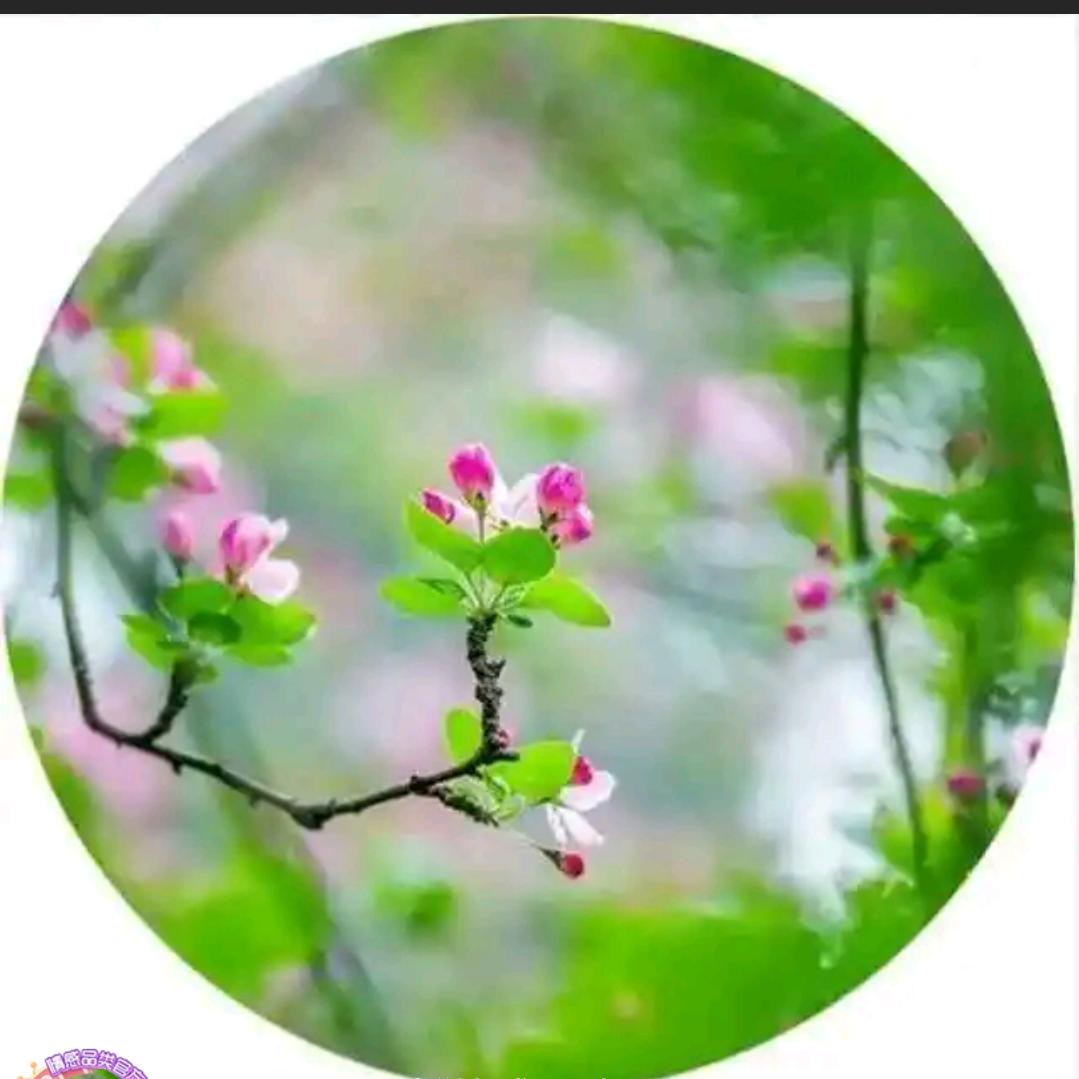 空谷幽兰🌻
