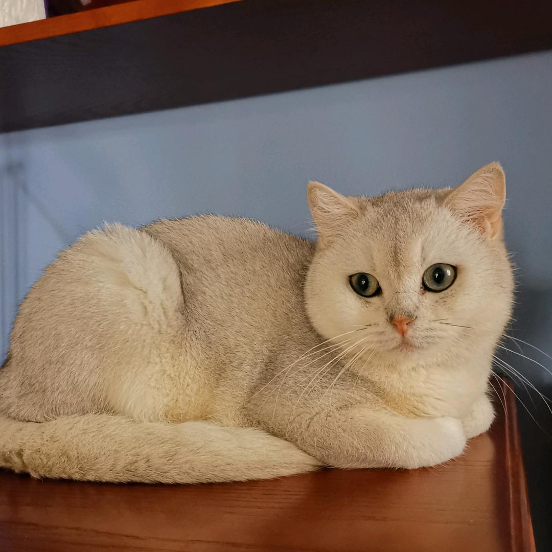 梅子Q
