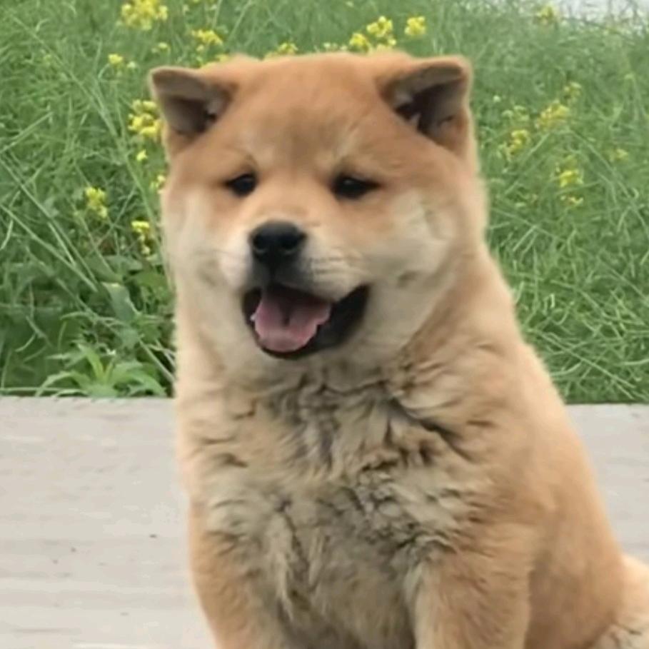 金鸡头像
