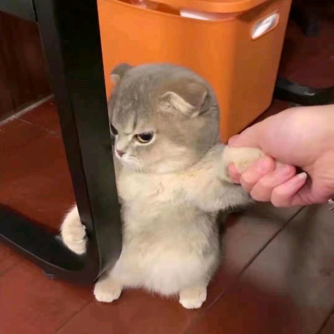 ༺࿈林怼怼~࿈༻