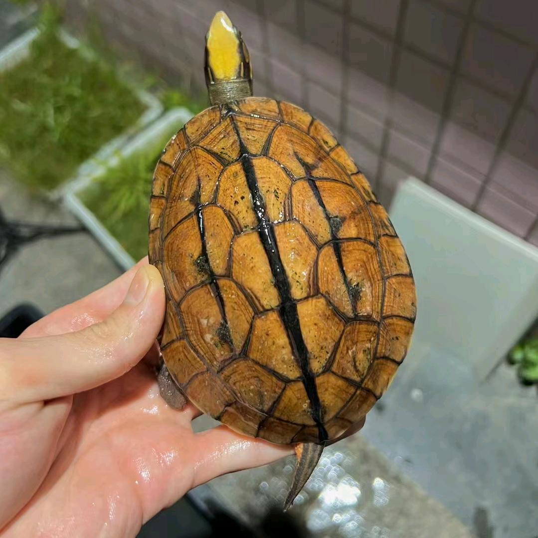 大成龟业