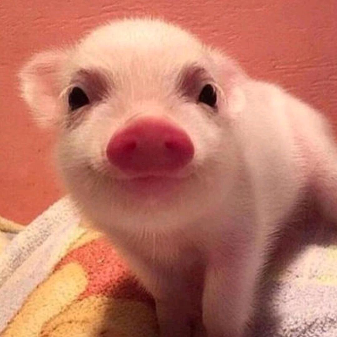 胡图图(●—●)