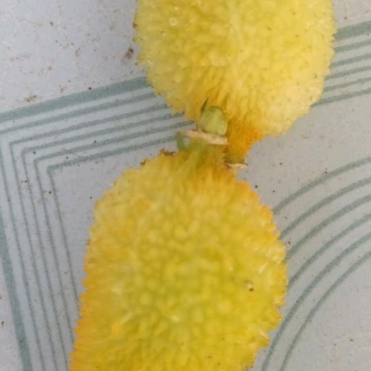 中缅水果老高