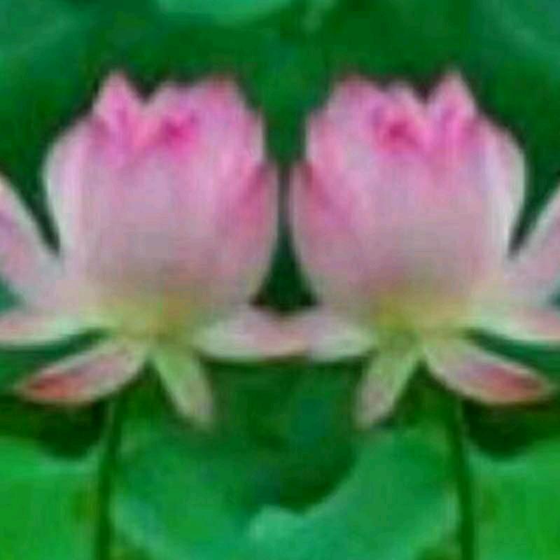 彭水窗帘赵荷花