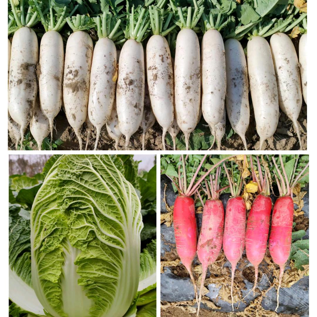 张德平（萝卜爱白菜）