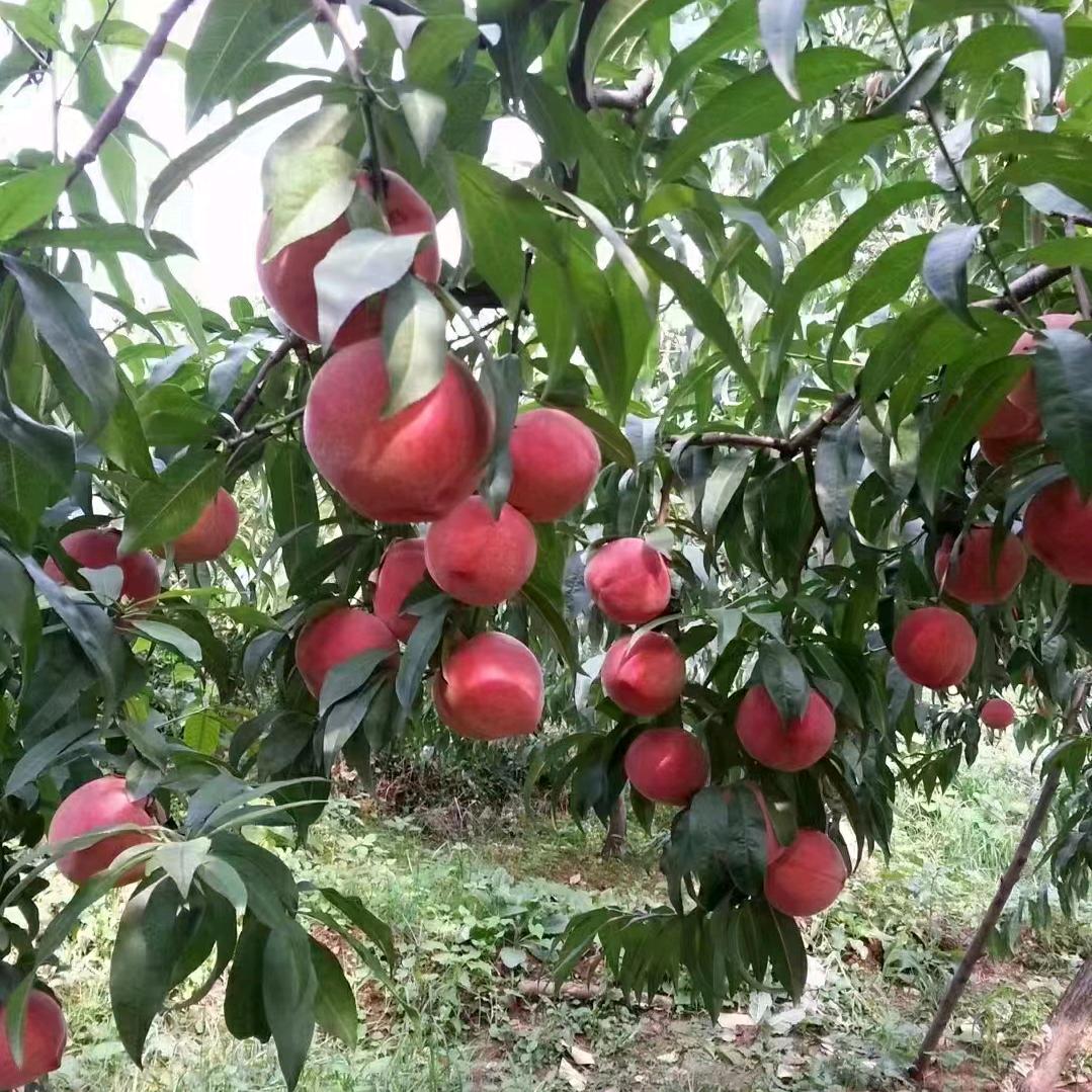 荣君（拒绝聊天）