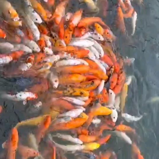 李阿兰购物分享