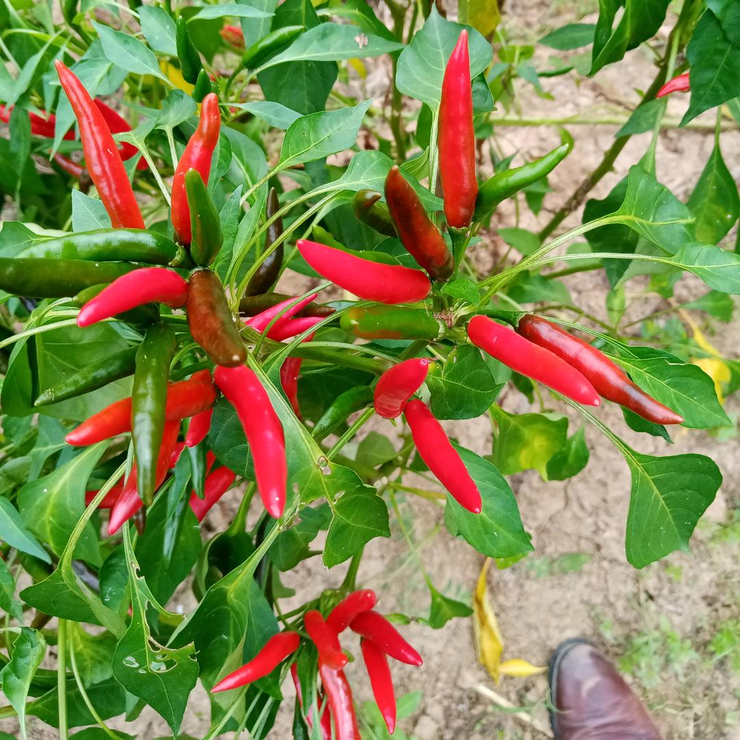 用户7807369316945从从头在来