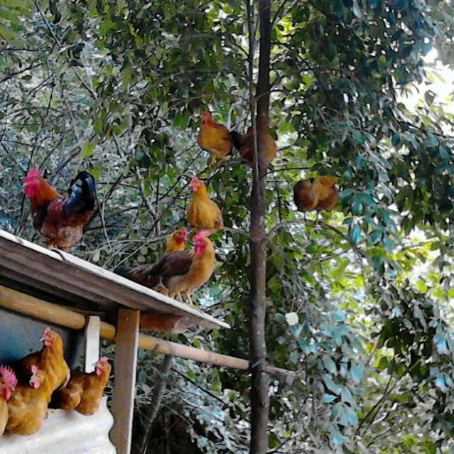 中亭林下生态养殖场