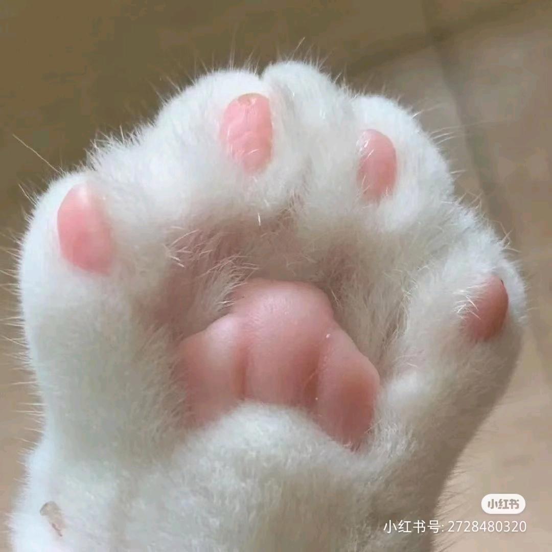 数学猫老师