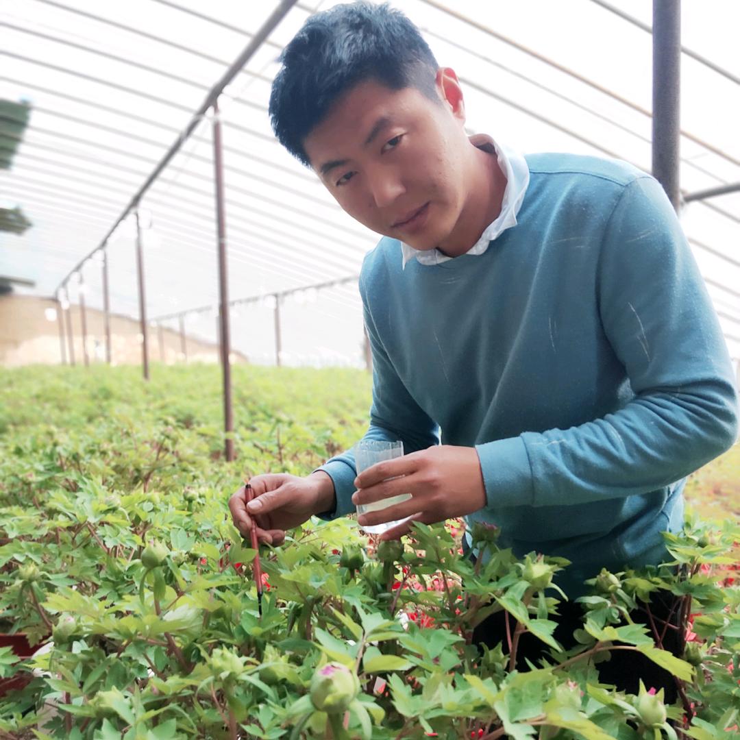 菏泽振鑫牡丹芍药